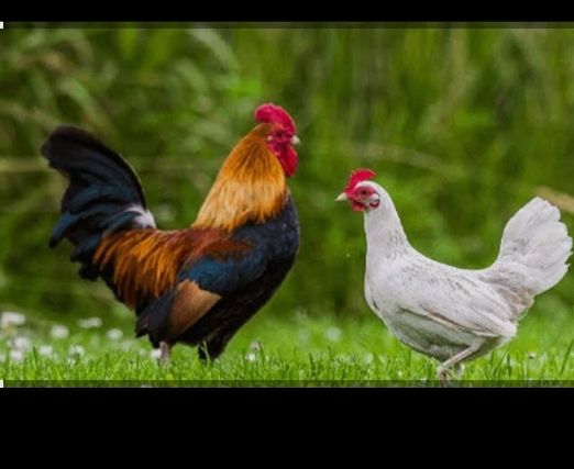 مرغ و خروس سیاه