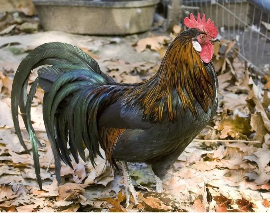 مرغ و خروس زنده