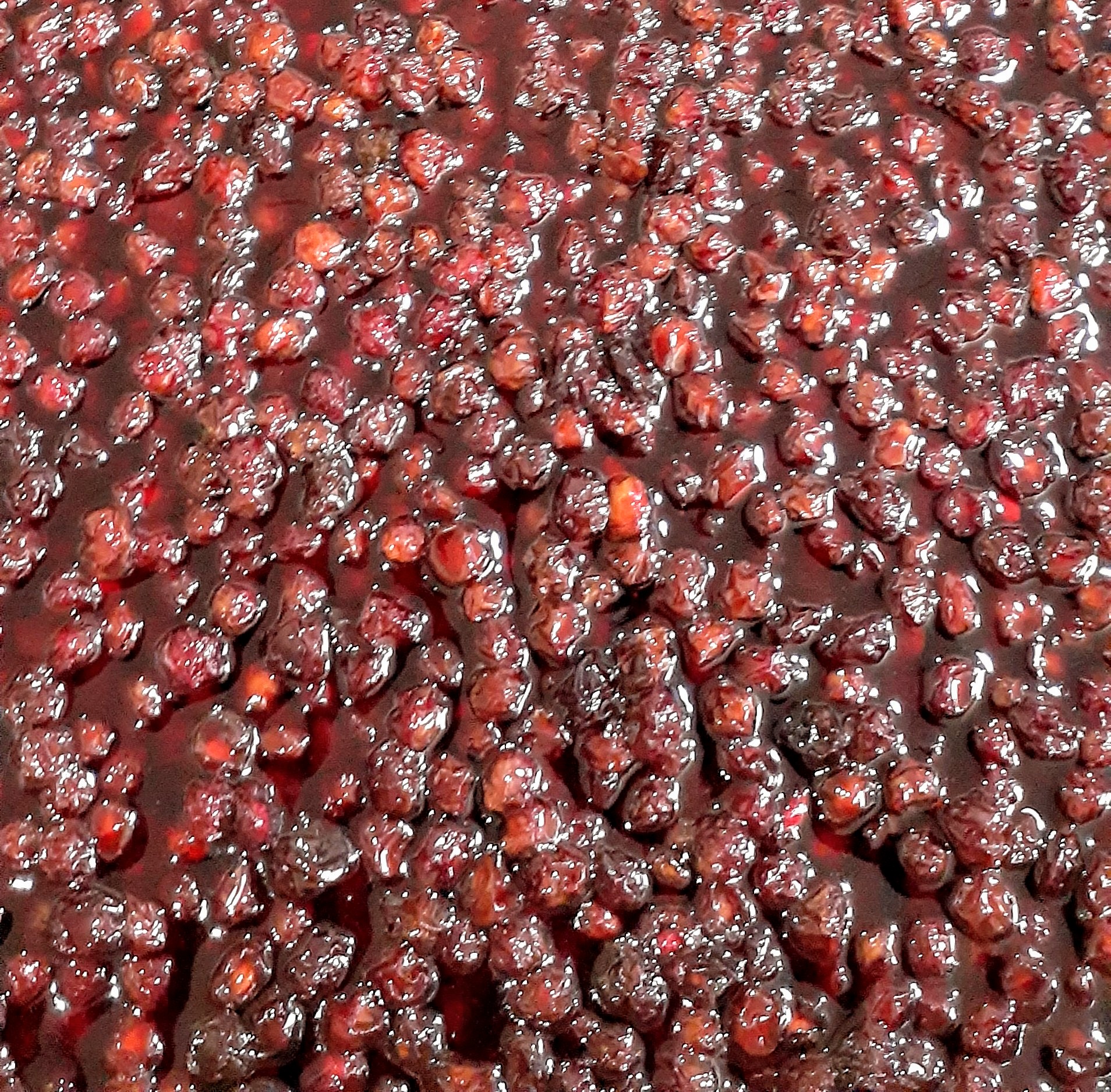 ترشک آلوچه جنگلی