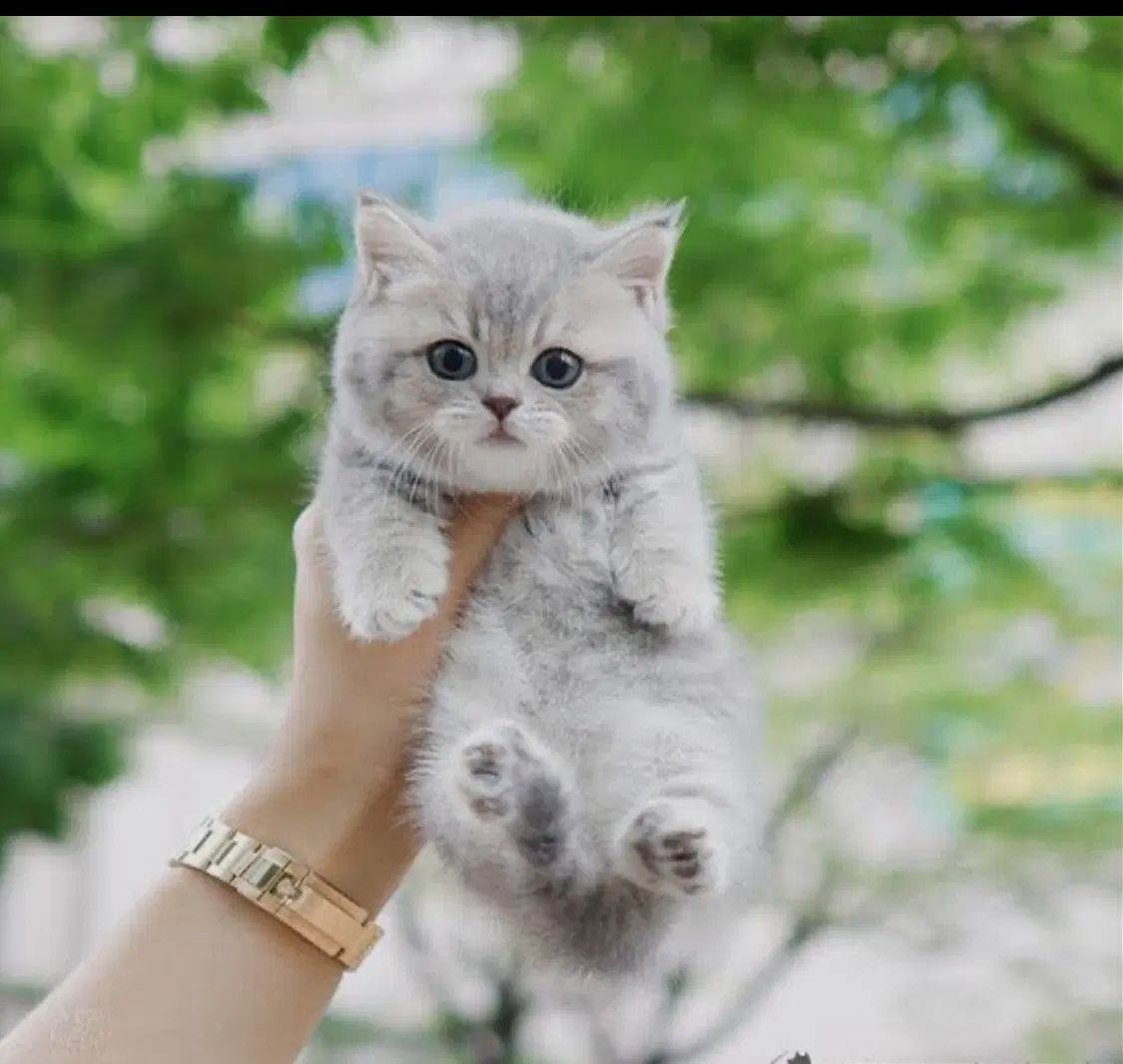 حراج گربه بلوگلد short hair