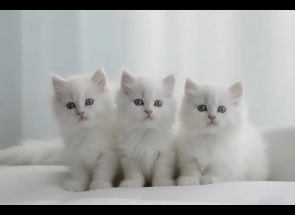 قلعه گربه کیتن بریتیش تپلی white