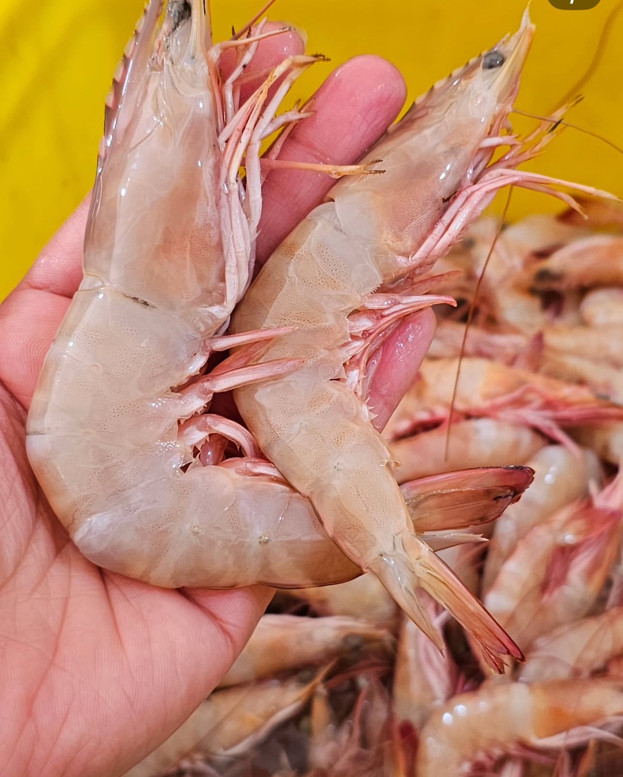 میگو دریایی تازه