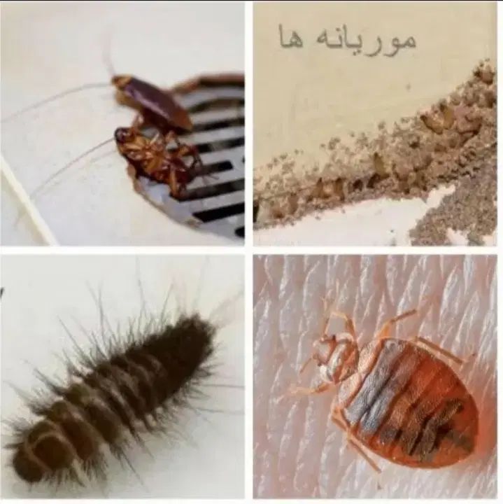 شرکت سم پاشی/موریانه زدایی سمپاشی ساس سوسک ریز موش