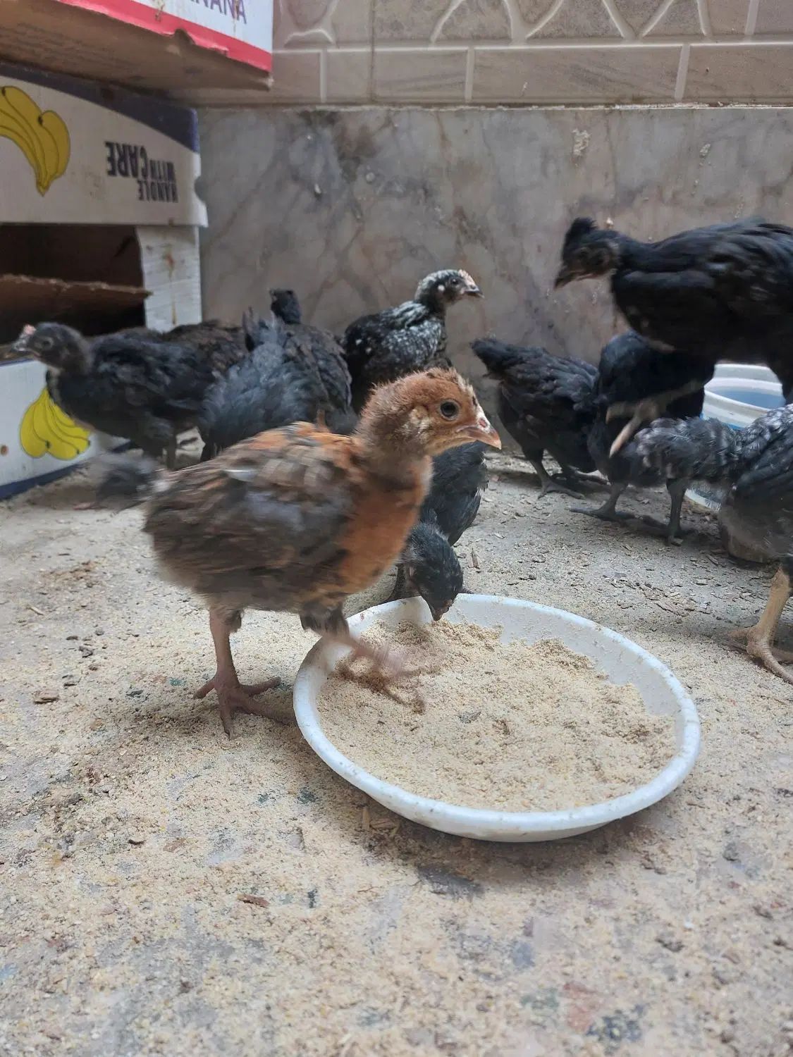 جوجه گلپایگانی
