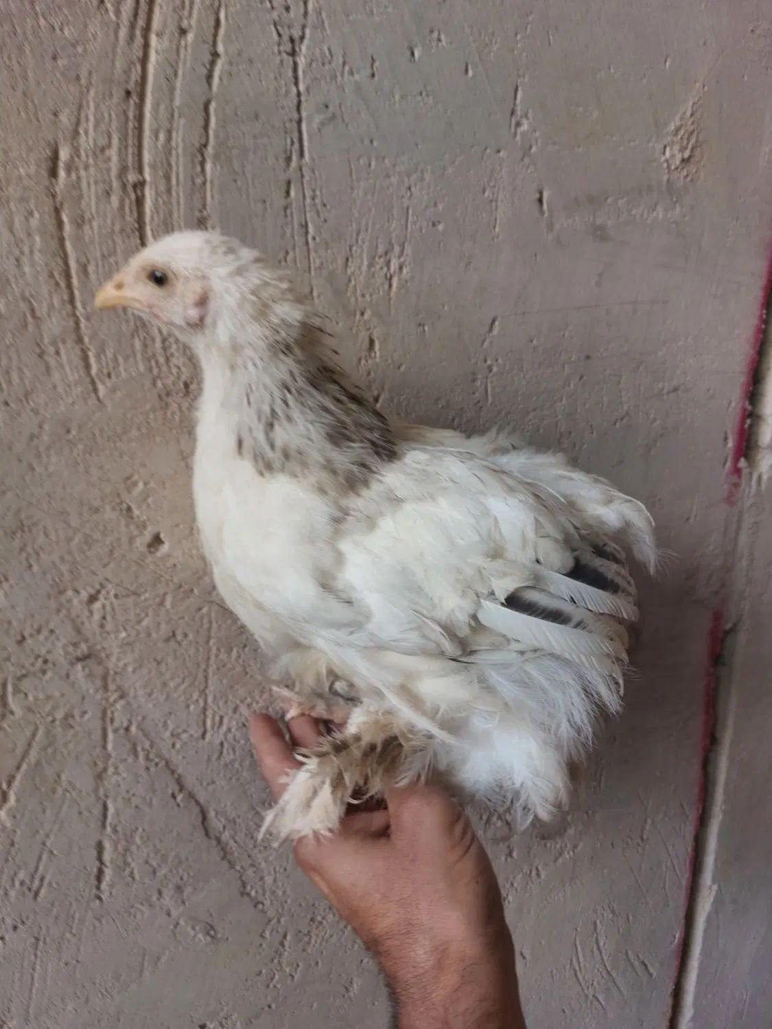 مرغ و خروس برهما