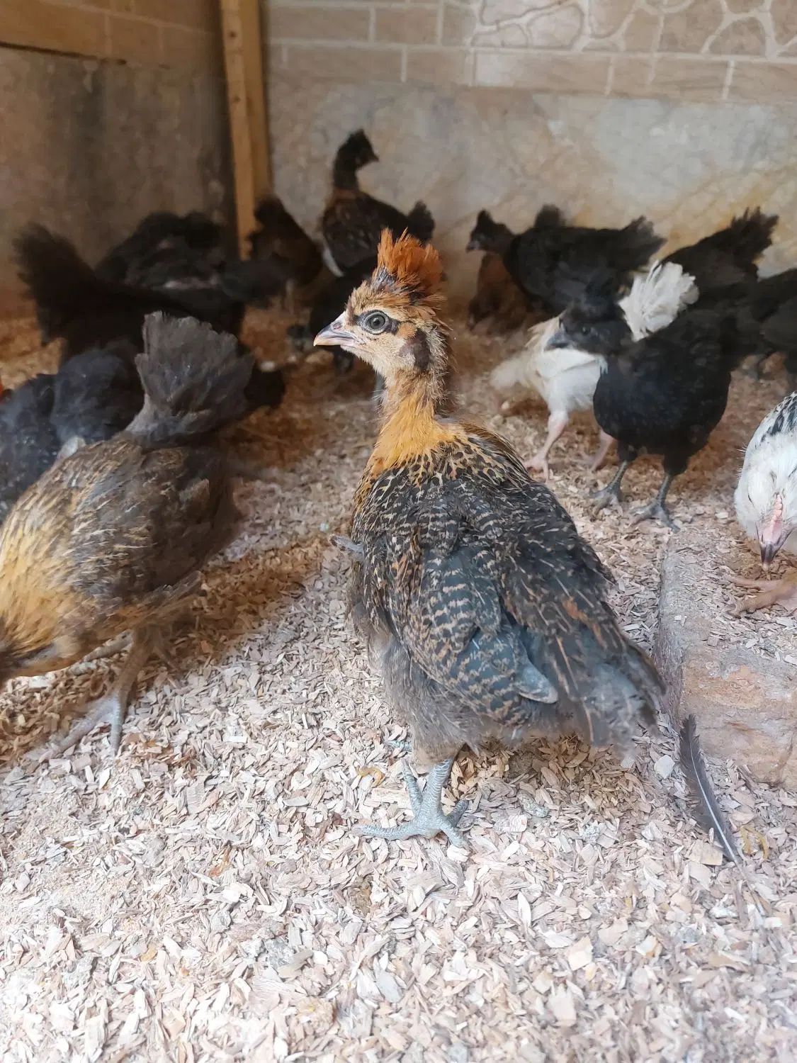 جوجه بومی