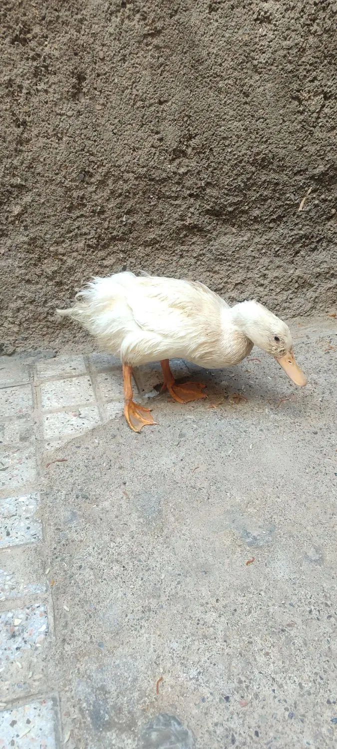 اردک