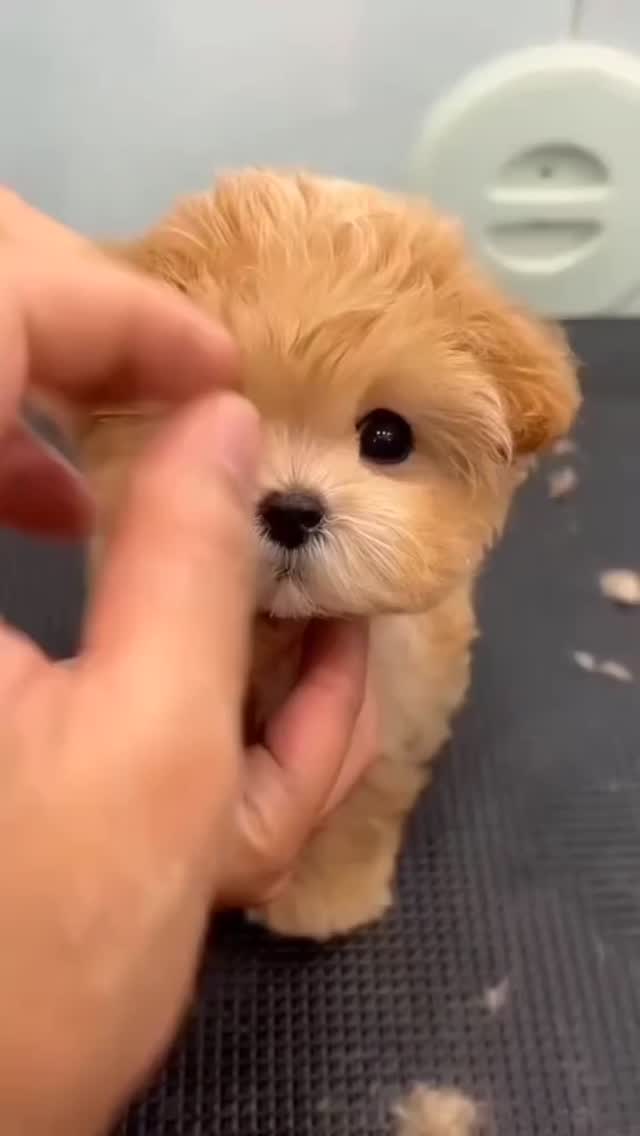 دوست داری یدونه ازینا داشته باشی😇