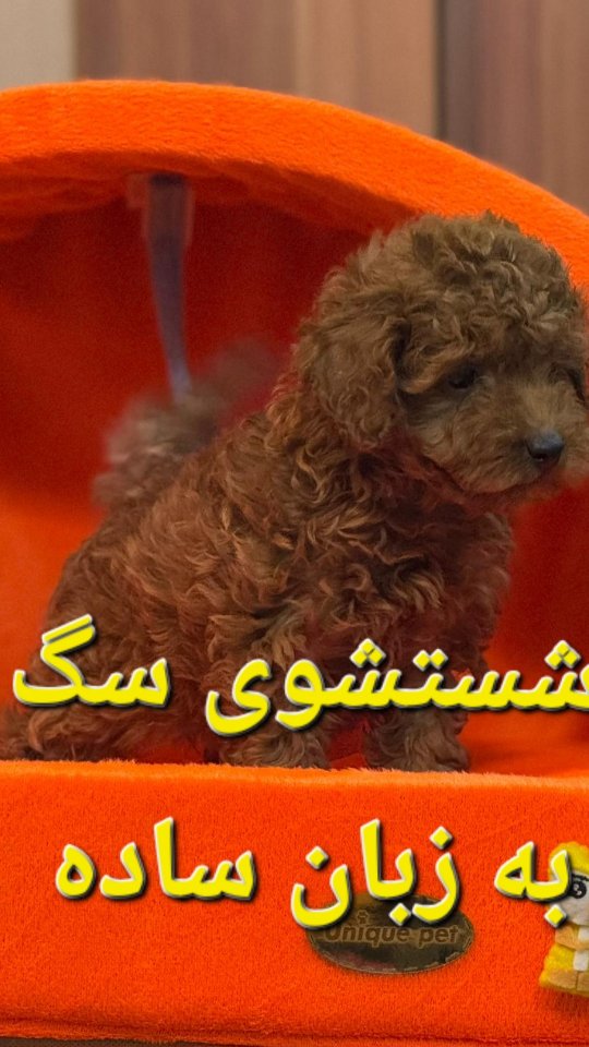🛑 آموزش کامل و مرحله به مرحله شست و شوی سگ!