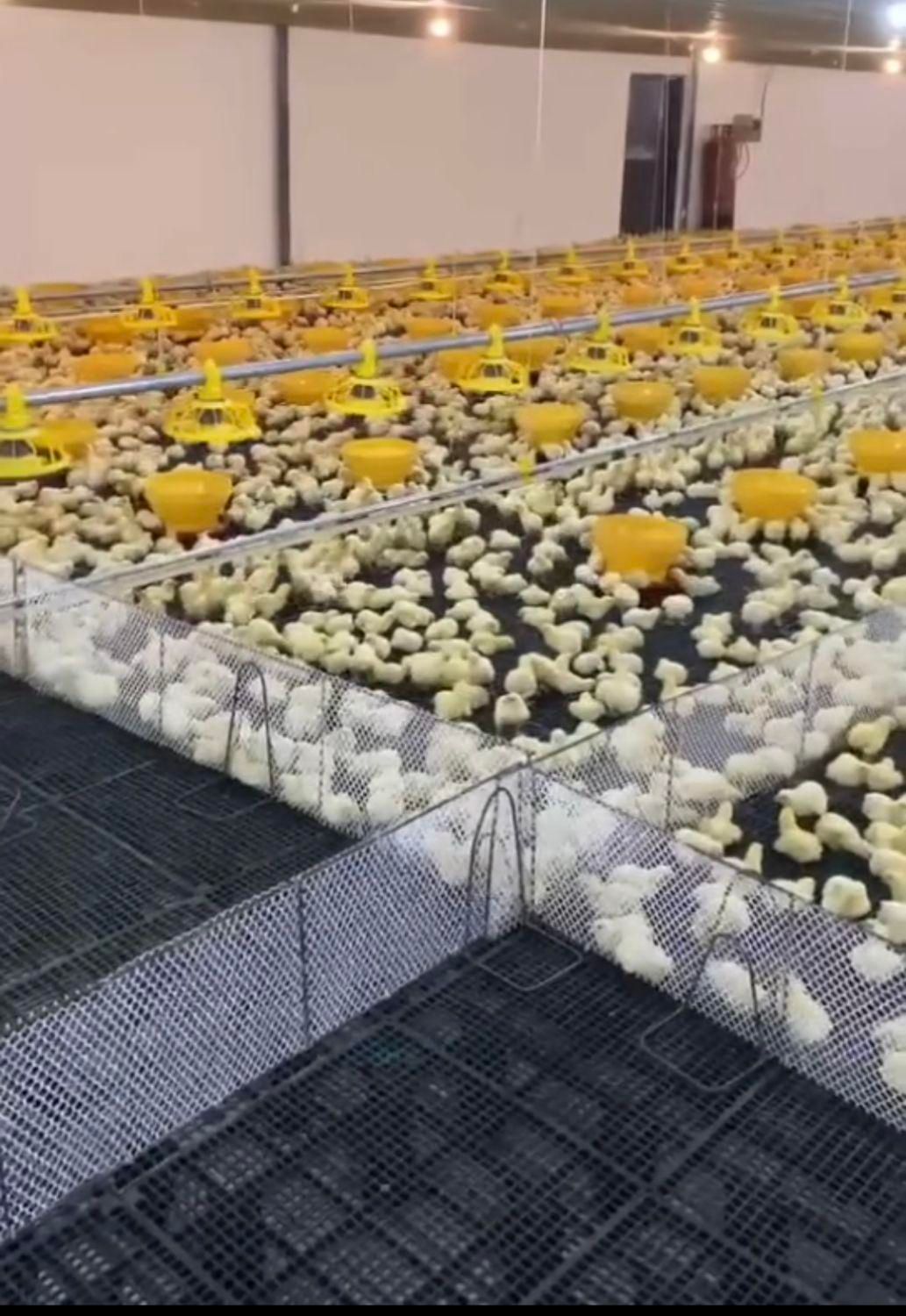 جوجه مرغ گوشتی راس308