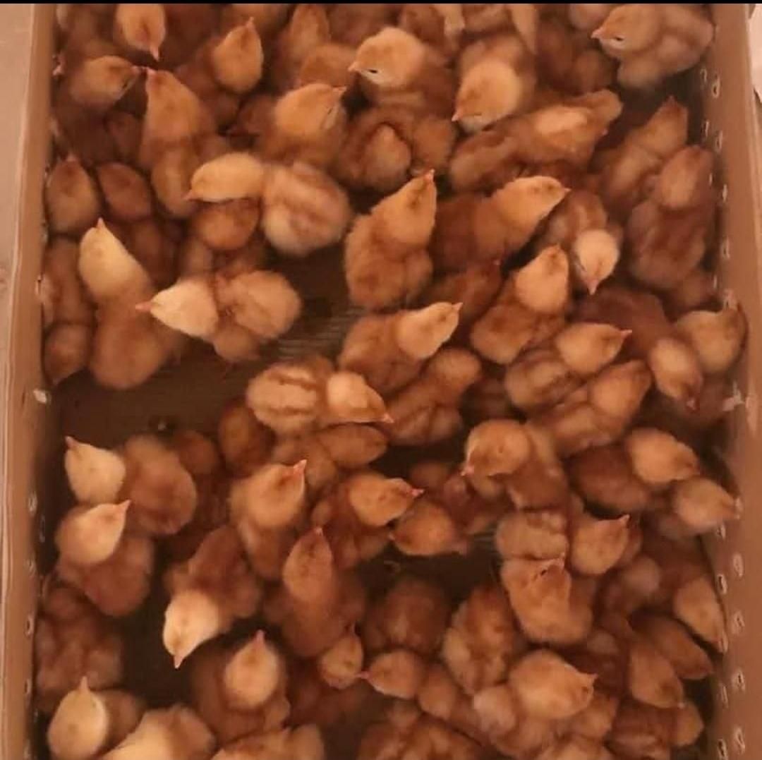** جوجه مرغ تخمگذار لوهمن آلمانی یکروزه **
