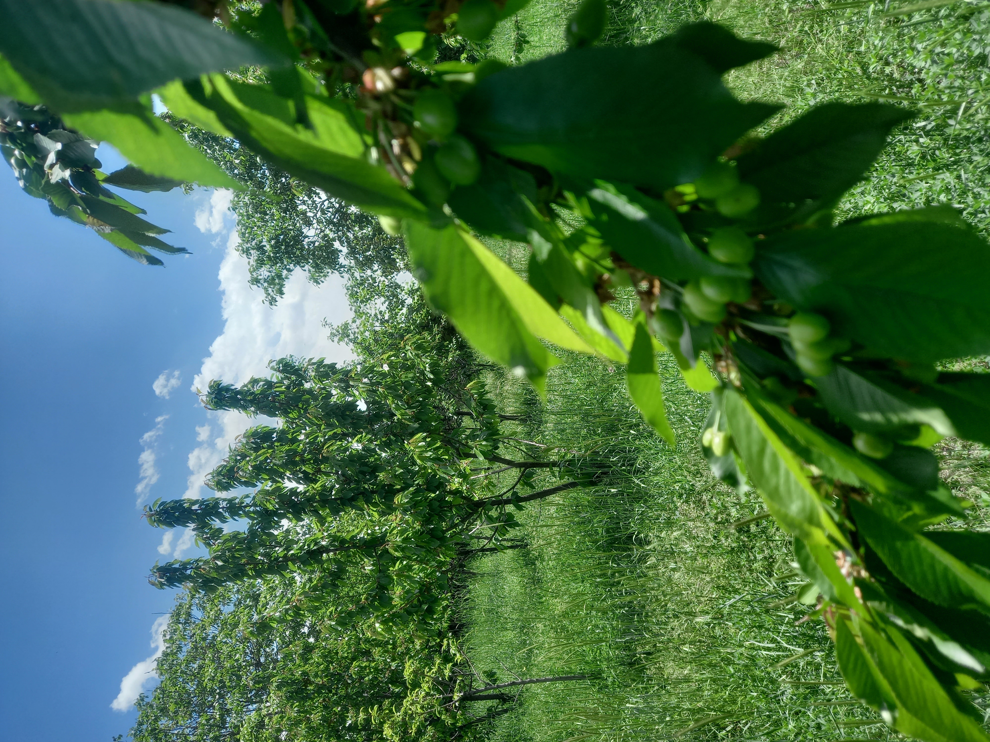 گروه مشاورین کیا