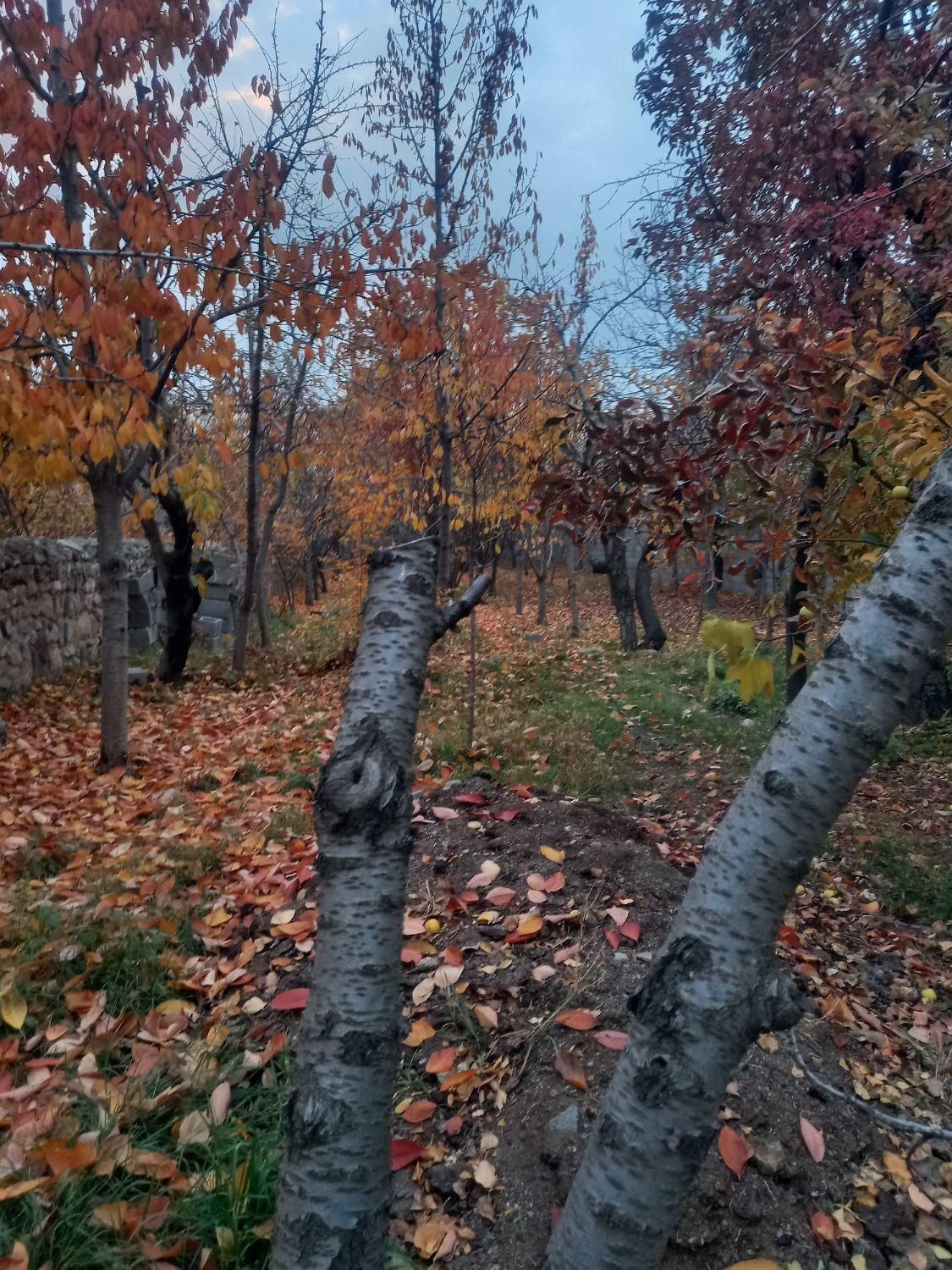 گروه مشاورین کیا