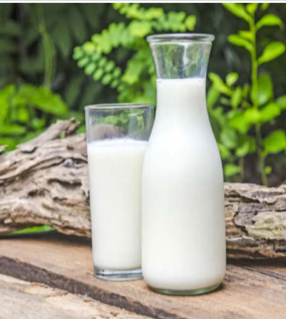 شیر پرچرب جوشیده برای بستنی