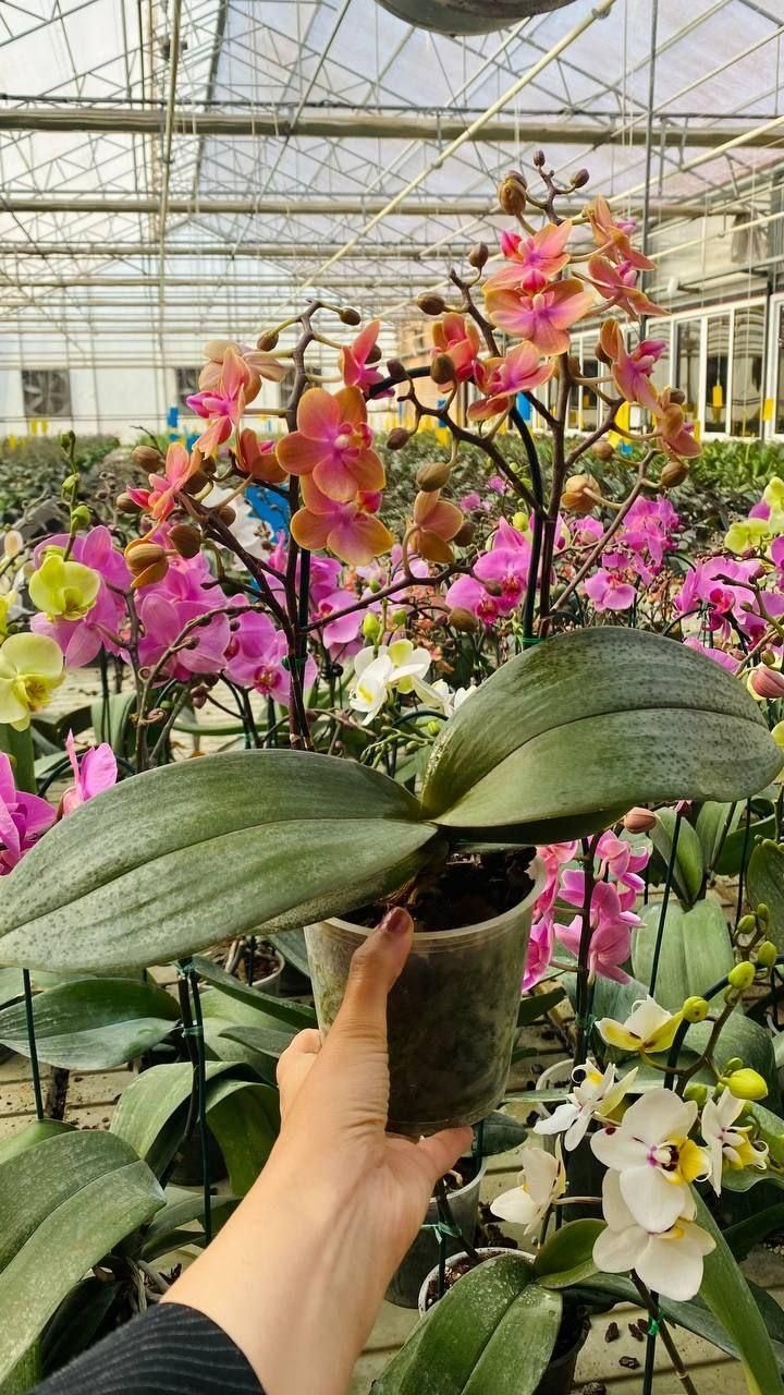 گیاهای خاص طبیعی( گل و گلدان)