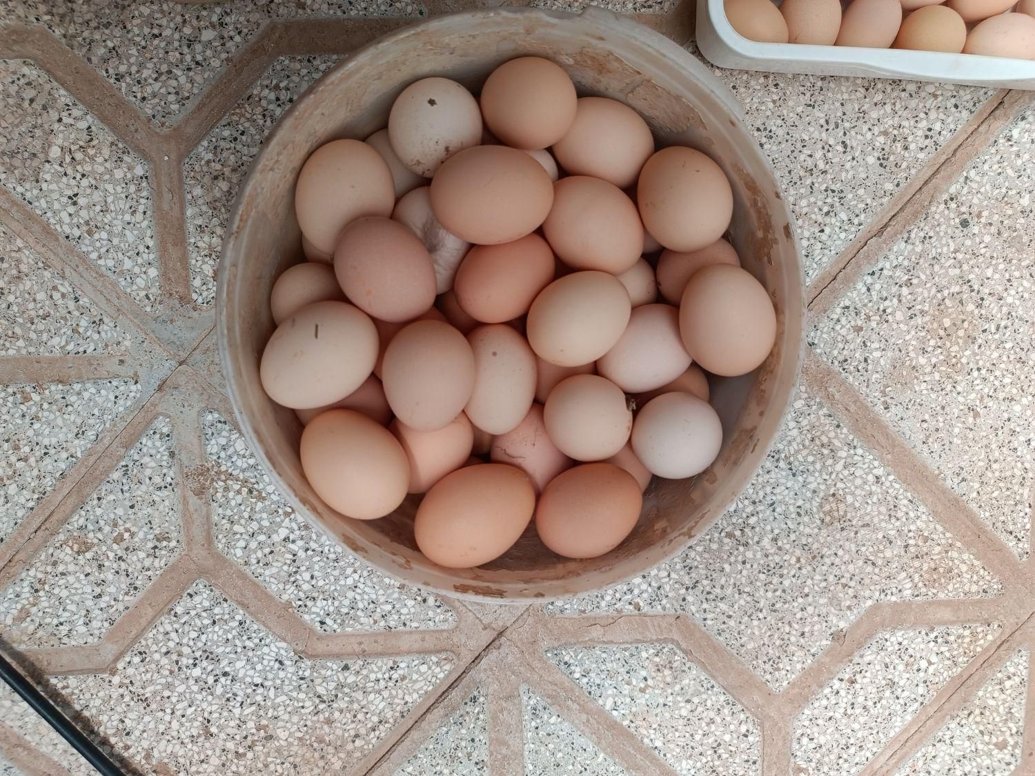 تخم مرغ محلی