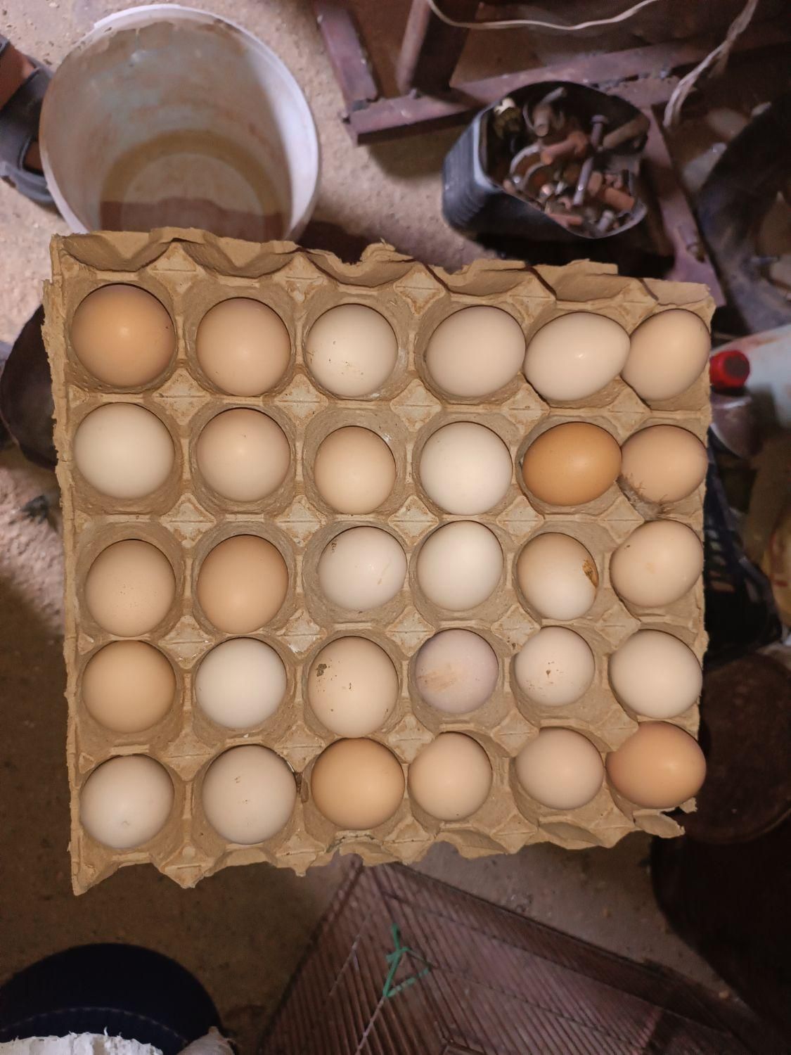 تخم مرغ محلی