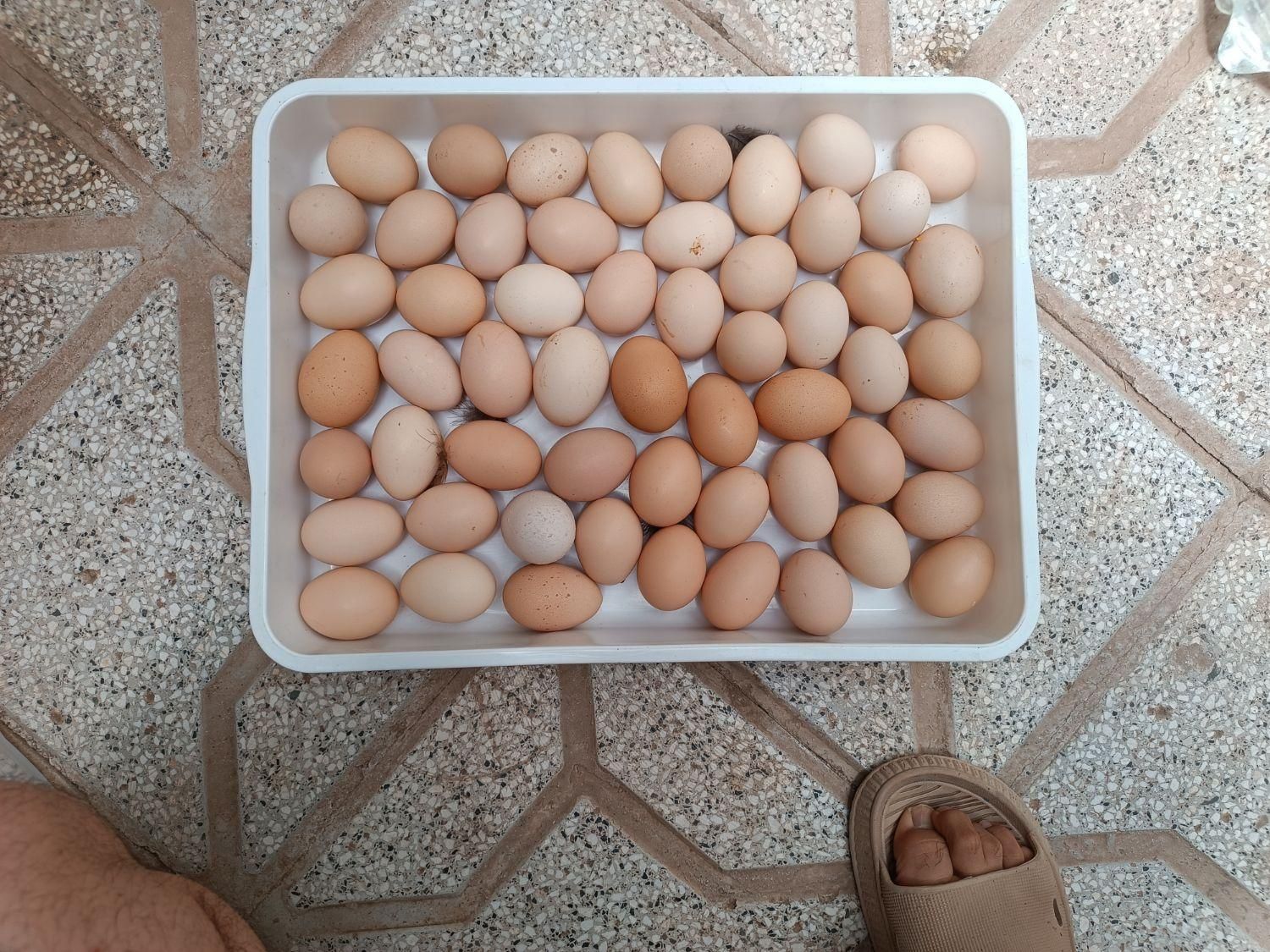 تخم مرغ محلی