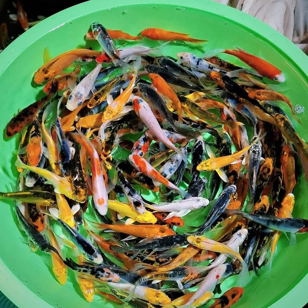 سیرجان کوی