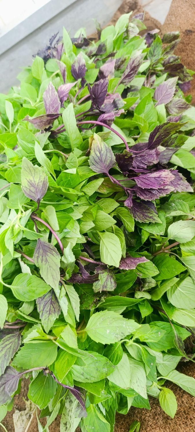 نعناع ،سوسن برگ برای خشک کردن و ریحان