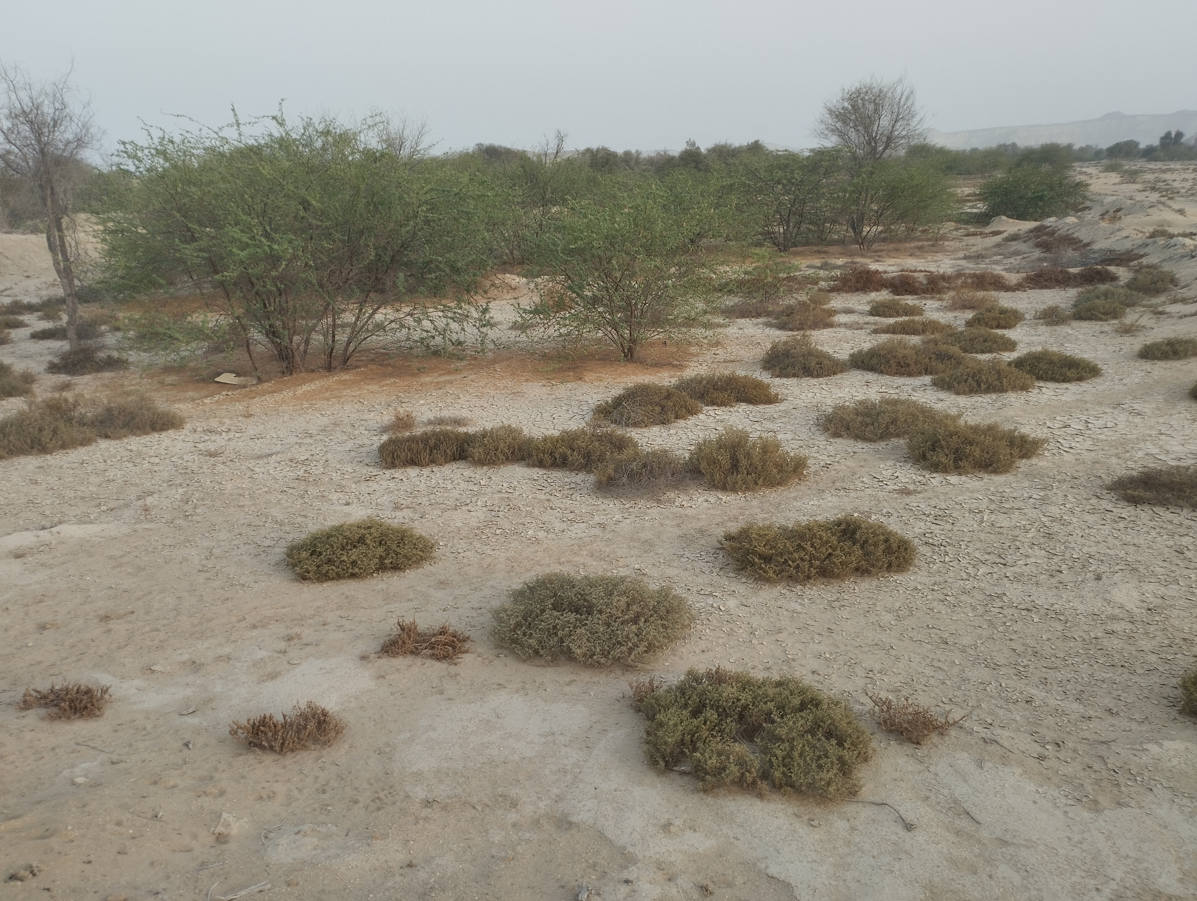 فروش زمین ۱۶۶۵ متری شهر دهخدا