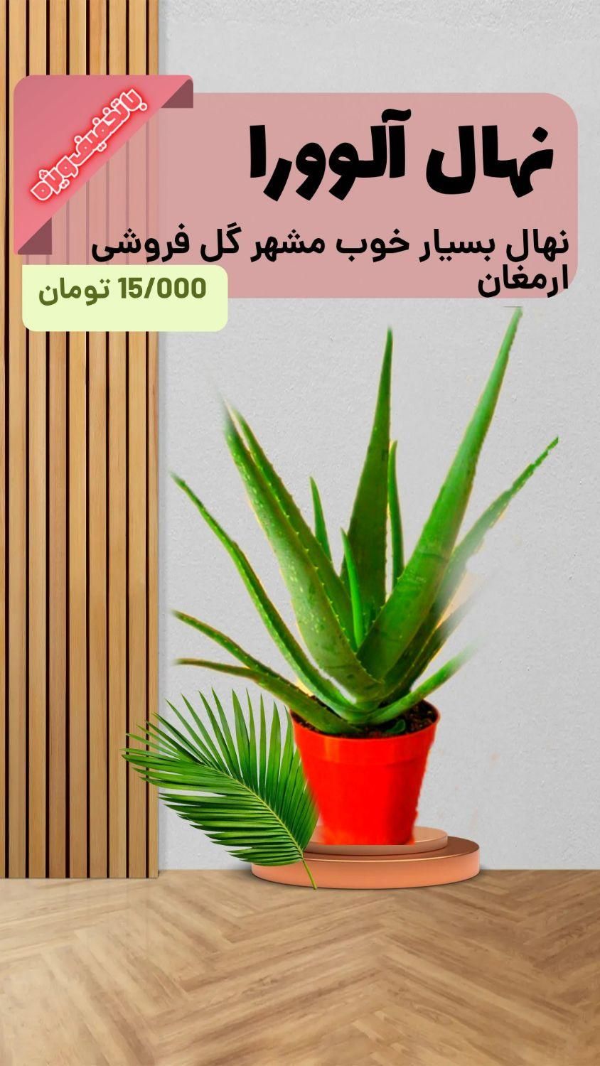 نهال آلوورا