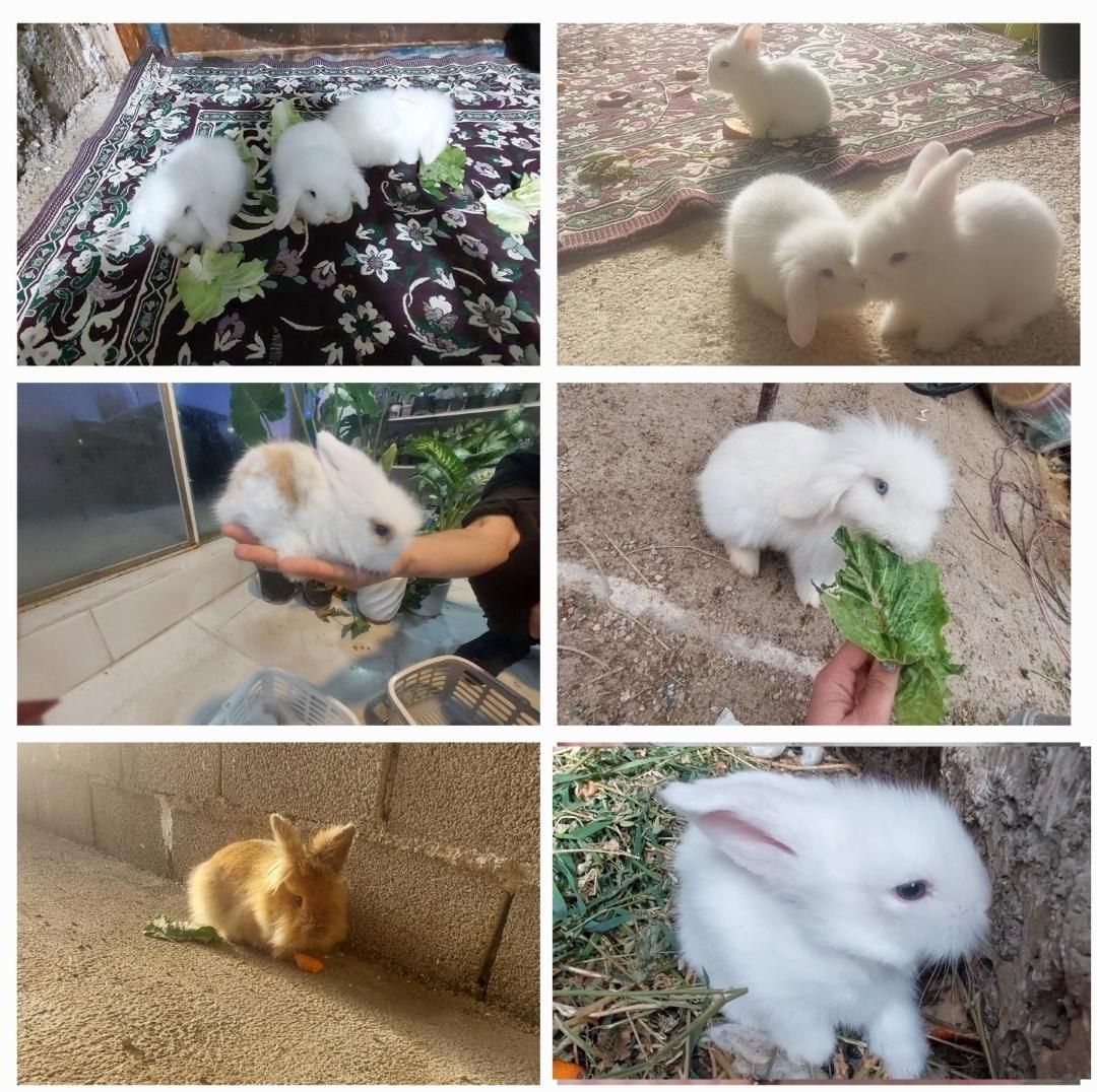 فروش خرگوش لوپ
