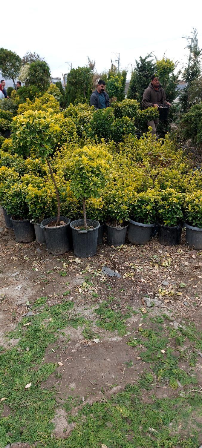خدمات باغبانی طراحی و اجرای فضای سبز گلکاری درخت