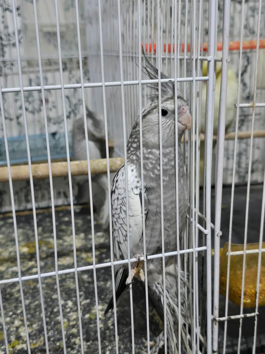 جوجه عروس هلندی  وایت فیس