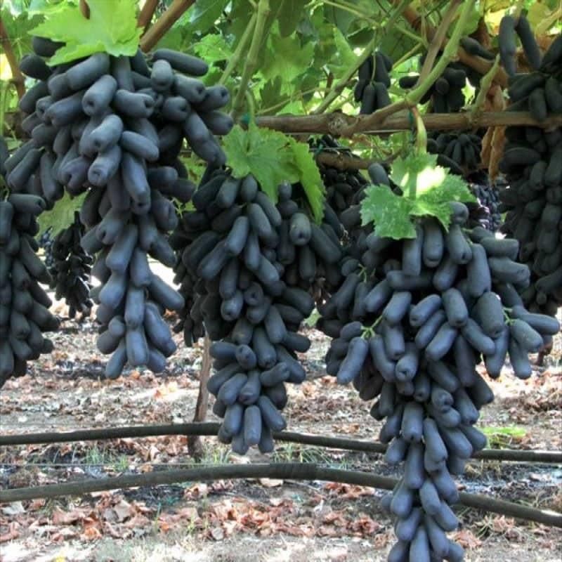 انگور موندراب و مویزترکمن گلدانی