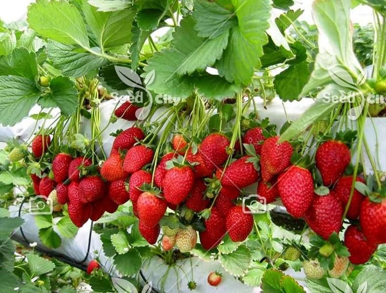 توت فرنگی بهنمیر درشت و شیرین فروش عمده و تک