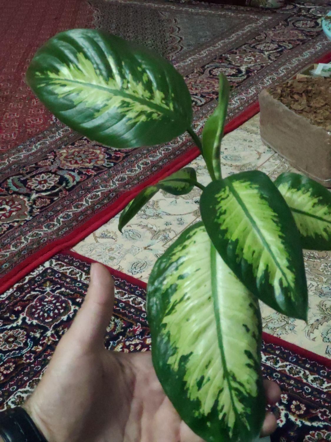 دیفن کاملیا
