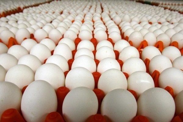 قیمت عمده تخم مرغ تاریخ دارتضمینی