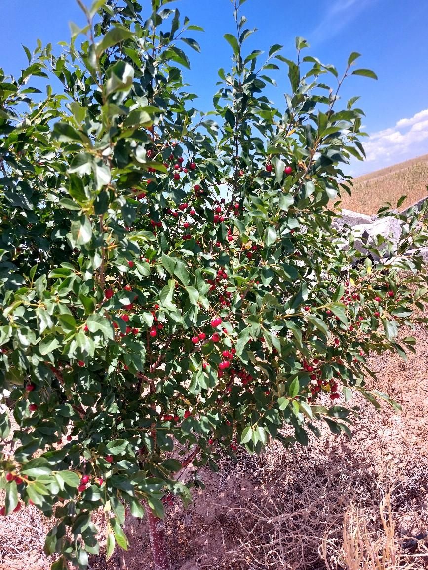 بهروز عطاران