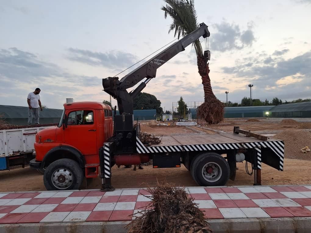 انواع نخل خرما برحی و غیره درخت نهال گل