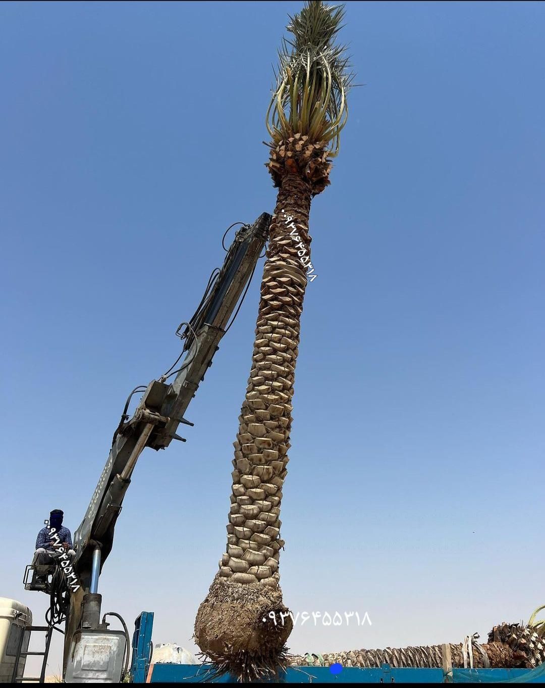 نخل شکلات نخل خرما