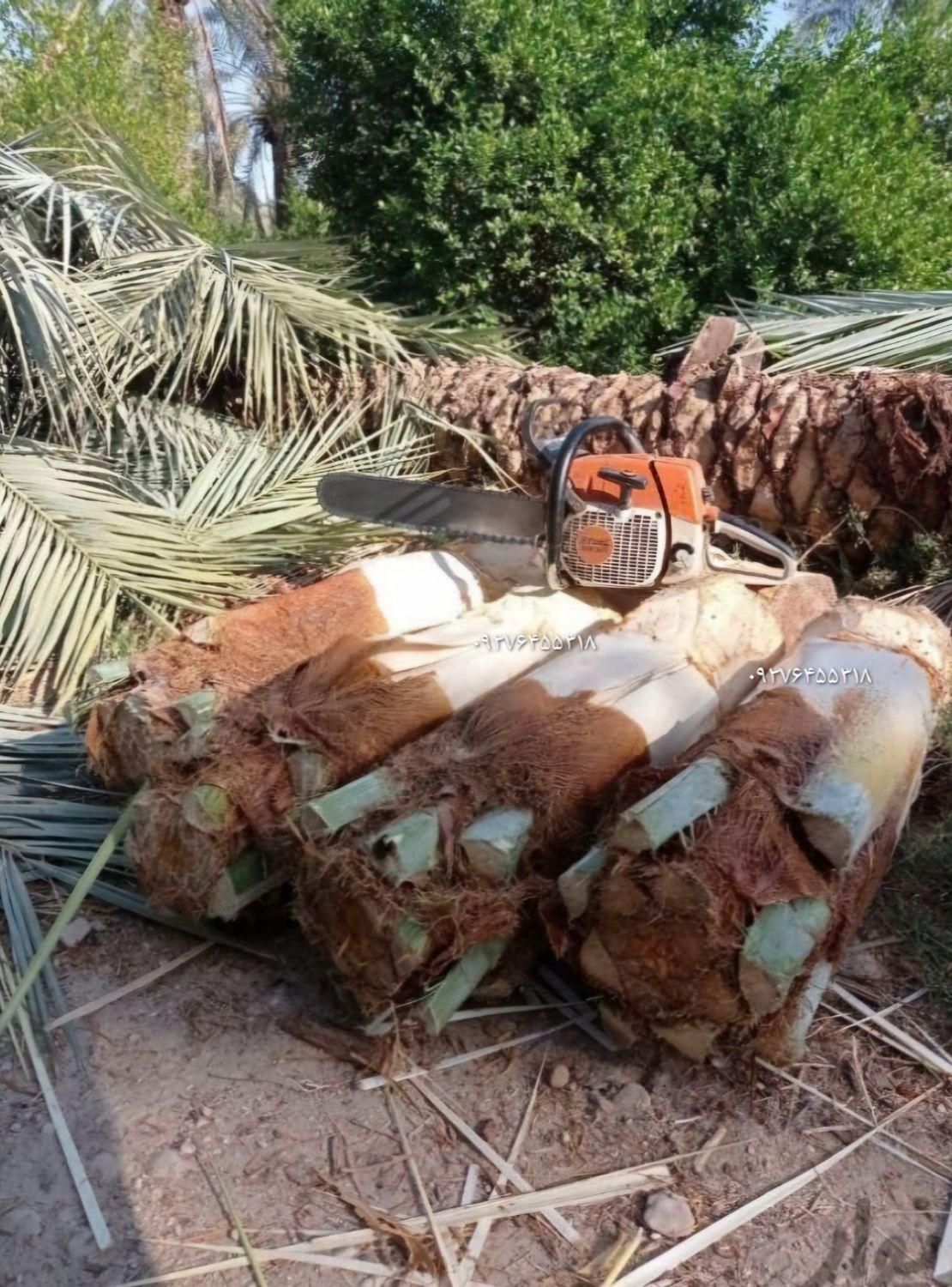 عسل گرده پنیرک جمار ارده لقاح نخل خرما شیره