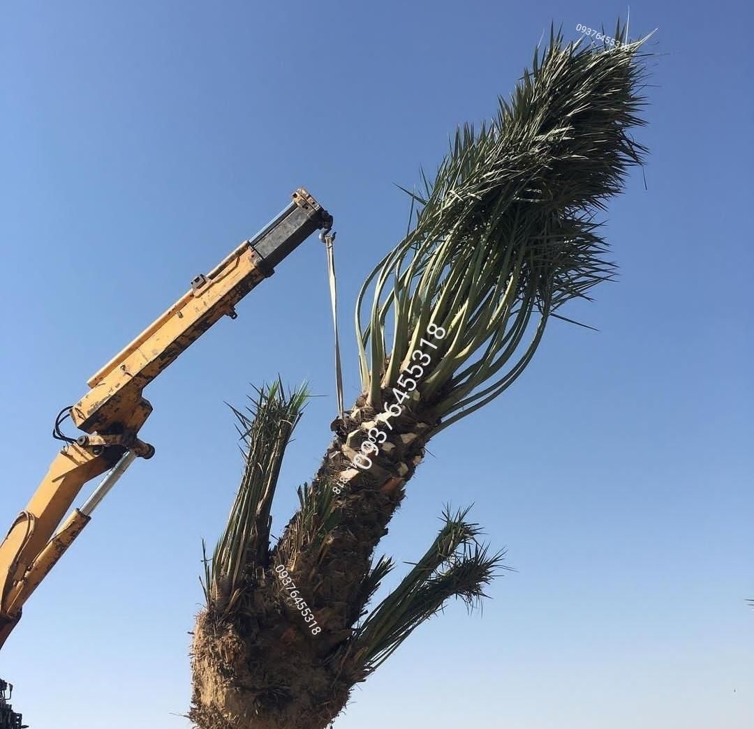 سفارش نخل خرما پاجوش برحی تنه ارتفاع متری