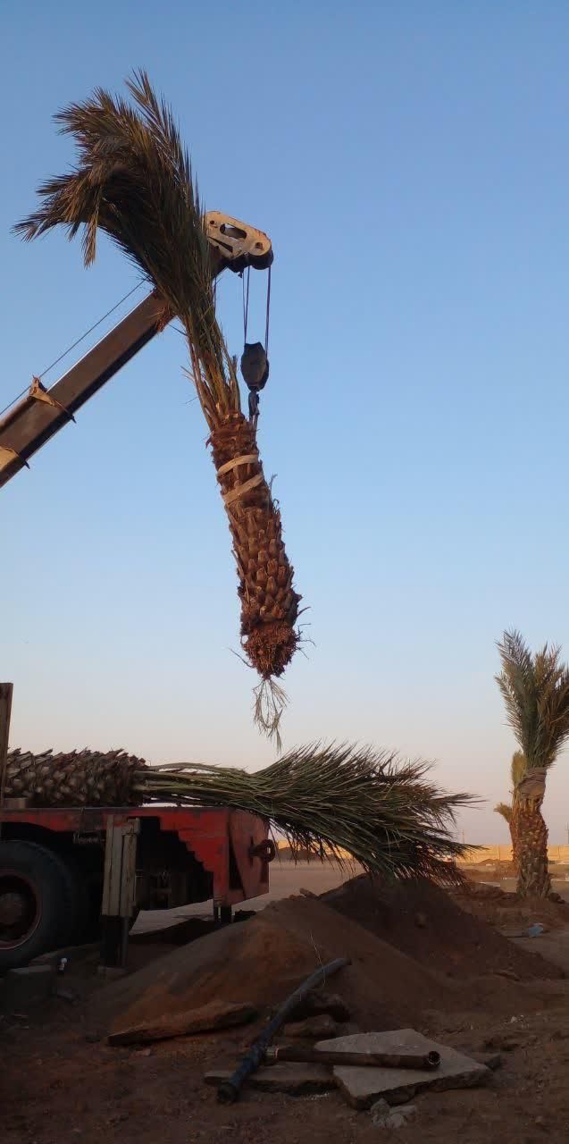 فصیلة نخل خرما