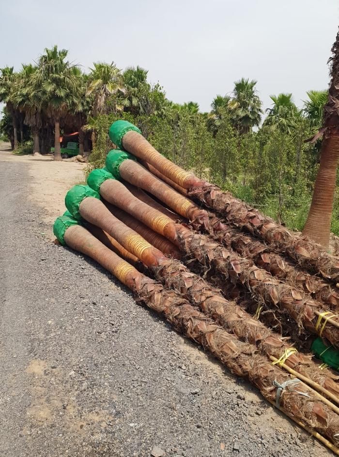 تنه نخل خرما چوب بری نخل خرما
