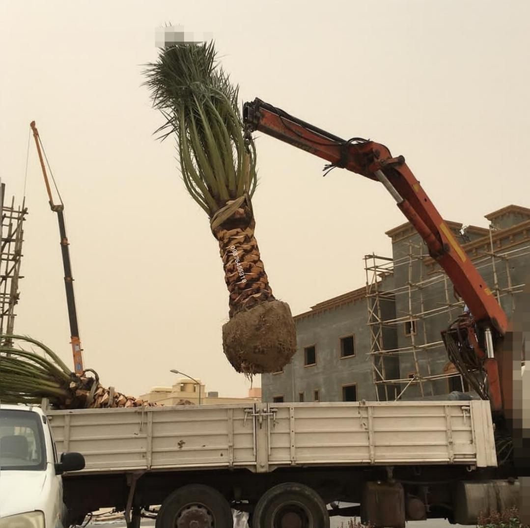 نخل فنیکس پالم نارگیل درخت نهال موز برحی خرما