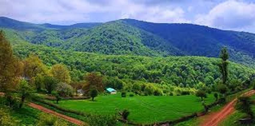 سفر به دشت بابونه های وحشی
