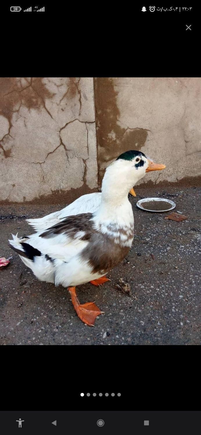 دوتا اردک نروماده