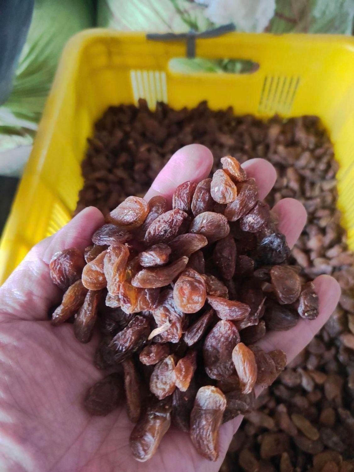 انواع کشمش گله100% آفتابی کاشمرودرگزقوچان( عابد)