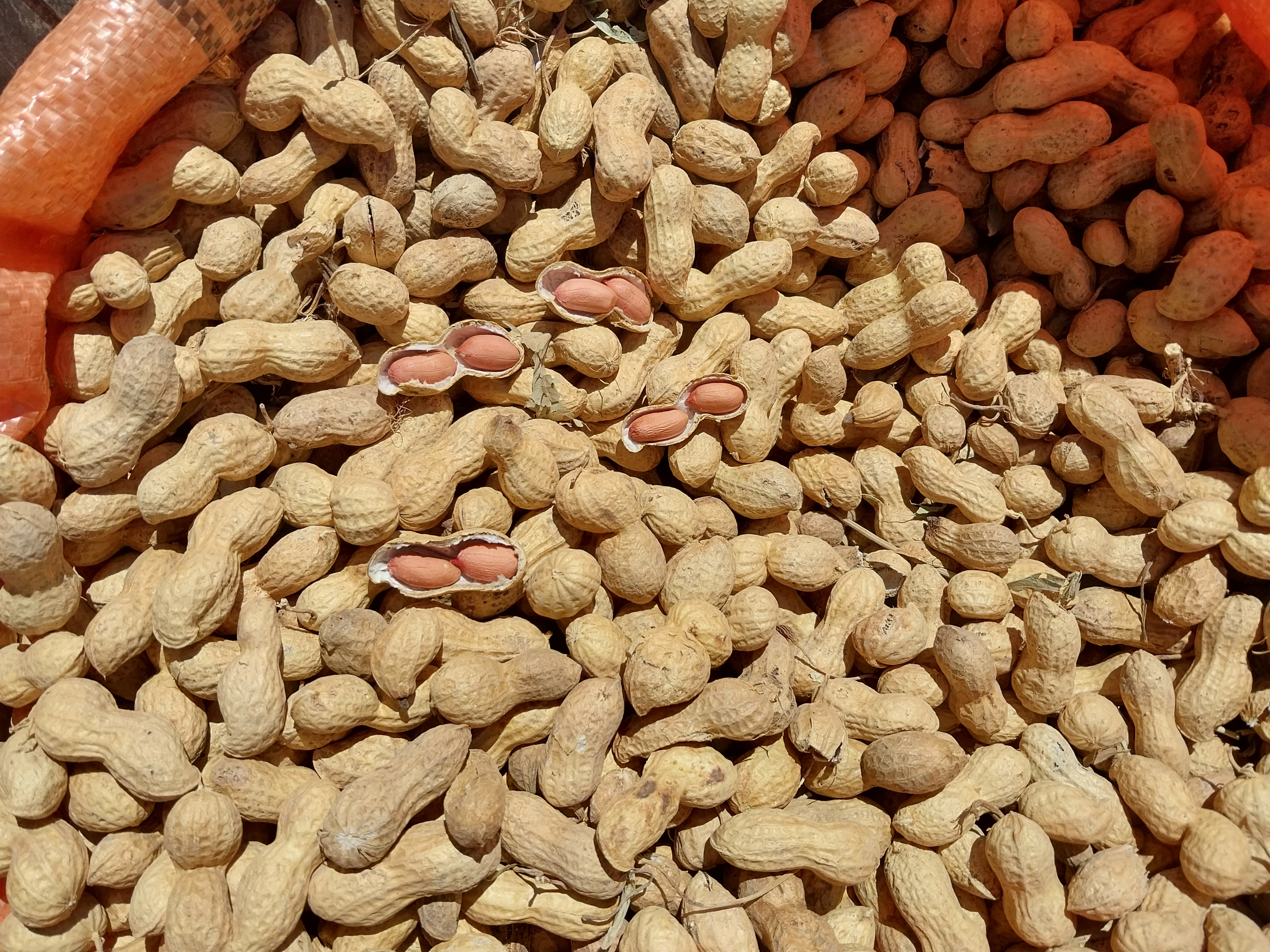 بادام زمینی قلافدار خام سورت شده