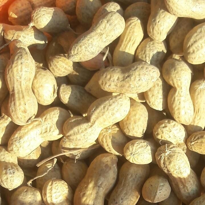بادام زمینی