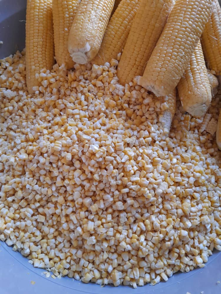 ذرت شاهان
