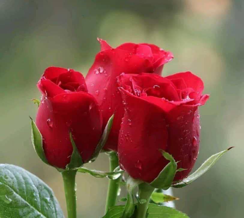 نوشیدنی های طعم دار و انرژی زا