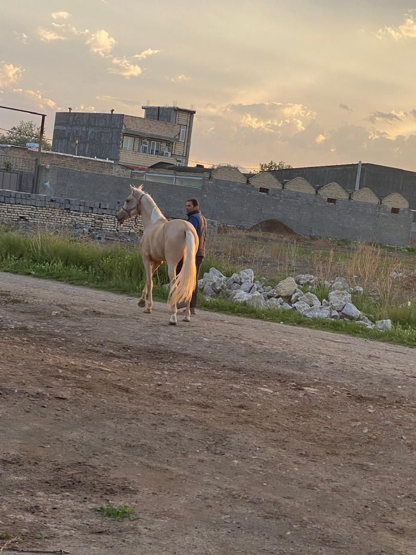 اسب ۲ساله طلا