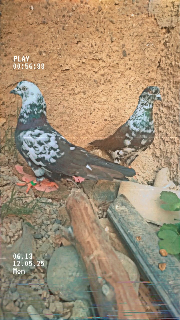 سرخنکلاته